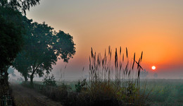 Утро в индийской деревне / Снимал утром в Индии