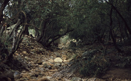 Речка высохла. / Снято в Израиле, в лесу, на месте высыхающей на лето речки. 
Nikon f80, Fujichrome Velvia 100F