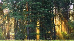 августовское утро / натуральная игра солнечных лучей в придорожной лесополосе возле Гомеля (Беларусь). Август 2016