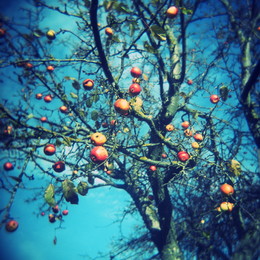 Яблоки на яблоне красные осенью в Овсянниково / Яблоки на яблоне красные осенью в Овсянниково