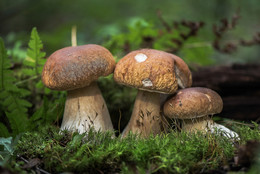&quot;Пора за грибами&quot;-3 / лес осень грибы