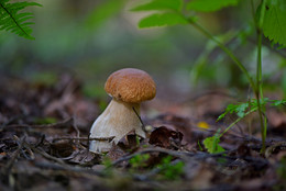 &quot;Пора за грибами&quot;-4 / лес осень грибы