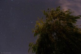 Домашние звезды / Это кусочек моего дома, любимая ива, которая оберегает наш дом и мирное-звездное небо над головой