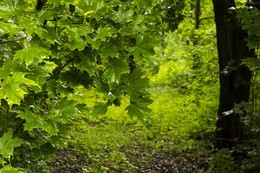 После дождя / ***