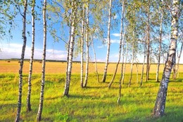 родные березы не спят / вечер, август, юные березки вдоль дороги