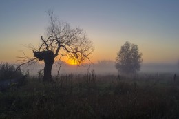 Два дерева / Два дерева утром среди тумана!