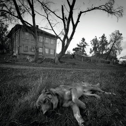 Собака в Весьегонске лежит у дома / Собака в Весьегонске лежит у дома