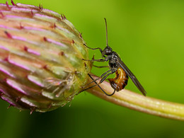Мушкитер / Наездник ищет личинок репейниковой мухи, и откладывает на них свои яйца.