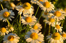 ромашка аптечная / ромашки