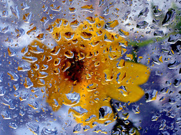 За стеклом / После дождя, за стеклом, макро, цветок