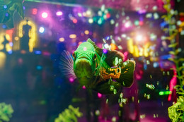 Сквозь стекло / Зеленая рыба в аквариуме