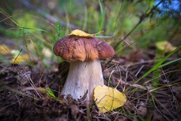 Величавый белый гриб / Осень дары леса