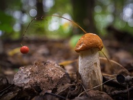 Фонарик / Осень дары леса