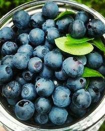 bilberry,черника / Просто черника