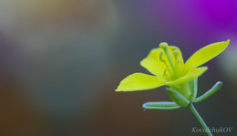Ванільна свіжість / Маленька жовта квітка