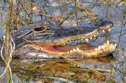 Считаем зубы / Аллигатор в живой природе. Путешествие по самому большому болоту в мире. Эверглейдс.