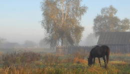 сентябрь туманный / утро, сентябрь, деревня, конь в тумане