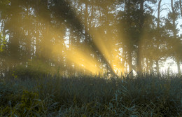 утренние лучи / утро и солнце сквозь деревья