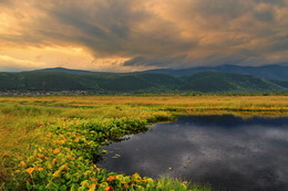 утро в окрестностях Байкала / Белокрыльник болотный – это приметный обитатель заболоченных местностей, берегов рек и озёр.
