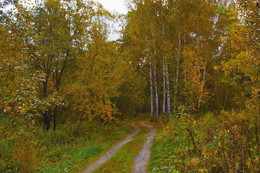 ЛЕСНАЯ ДОРОГА. / ОСЕНЬ В ЛЕСУ.