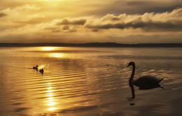 Утро на озере / утро солнце птицы озеро