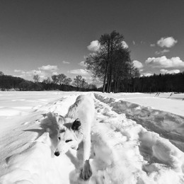 Собака белая бредет вдоль пруда в Середниково в феврале 2010 / Собака белая бредет вдоль пруда в Середниково в феврале 2010