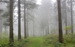Утренний туман в лесу / Вот и приходит осень