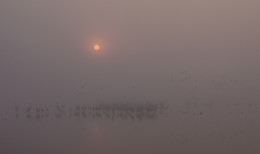 Журавлиное утро / 2016г, плотный туман.