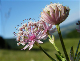 Горные цветы / В Карпатах