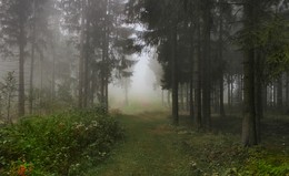 Туманное утро леса / Пока еще лежит туман...