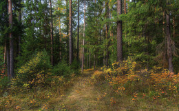 Уральский лес / Осень в лесу