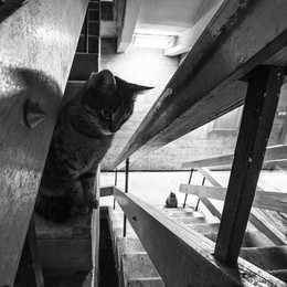 Коты на лестнице в Научном Центре / Коты на лестнице в Научном Центре