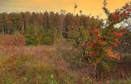 Багрянец осеннего утра / Багровый осенний куст, пожухлая трава, желтеющие деревья, напоминают о скорой зиме.
