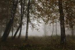 Осенние грёзы # 1 / Осеннее утро с туманом