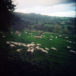 Овцы пасутся у Монтефолонико в феврале / Овцы пасутся у Монтефолонико в феврале