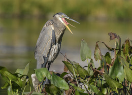 .... Зевнуть, как цапля) / Great Blue Heron