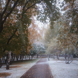 Первый снег / Утренний снег