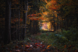 Осень в лесу / Природа Беларуси