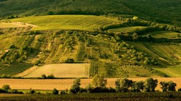 Южная Моравия. Плантации виноградной лозы. / ----