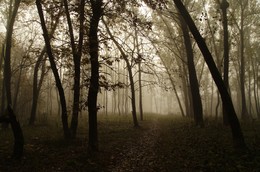 Осенние грёзы # 4 / Утро с чудным туманом в старом парке