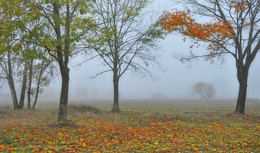 утро туманное.. / утро в деревне, октябрь, везде туман