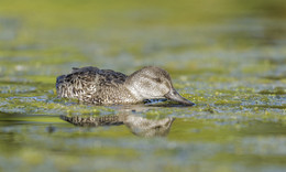 Green-winged teal-Зеленокрылый чирок (female) / Обитает в северных областях Северной Америки, за исключением Алеутских островов Считается одной из самых мальньких уток Северной Америки Самка светло-коричневая с оперением, похожим на самку кряквы. Она отличается от большинства уток размером, формой и конечно же зелеными перышками в крыле (иногда бывают и морфы с темно синими?!) Самцa покажу в другой раз........