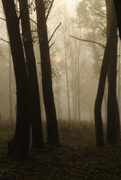 Осенние грёзы # 7 / Туманное-туманное утро...