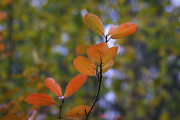 Осенние листья / ***