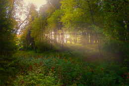 Лес. / Утро в лесу.