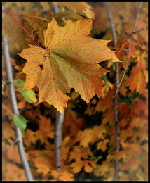 Осенний лист... / Кленовый лист...
