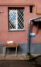 &nbsp; / Грязный котик отдыхает; вместе с ним кривой стол и стена.