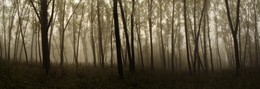 Осенние грёзы # 9 / Туманная панорама в роще серебристых тополей
