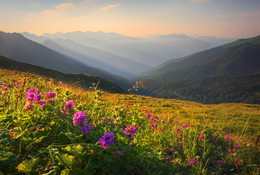Горные цветы / Кавказ Абхазия