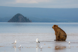 Он все еще грустит / Камчатка. Курильское озеро.
В ожидании лосося медведь любуется островом «Сердце Алаида»

Фототур «Земля медведей» http://ratbud.livejournal.com/23309.html